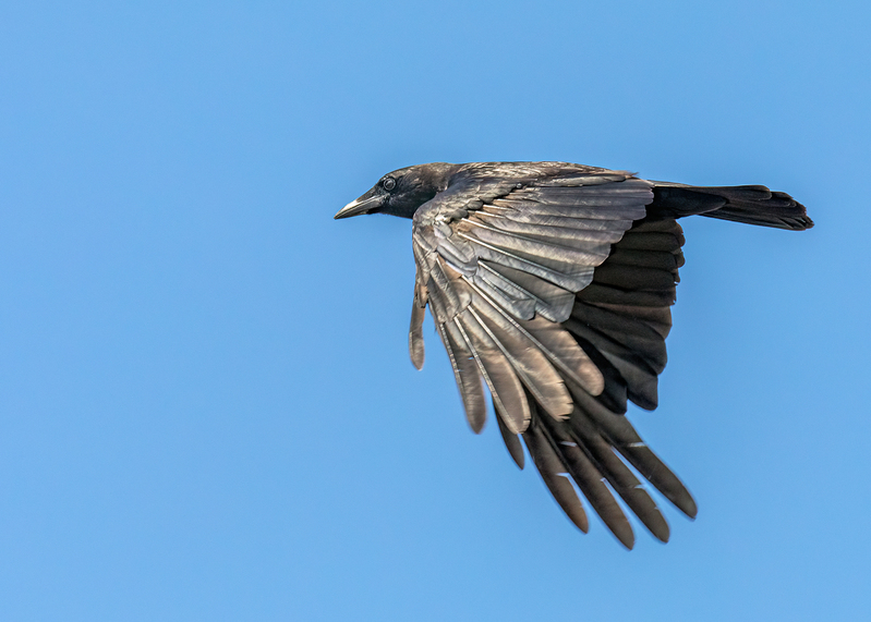 american-crow_8688-75.jpg