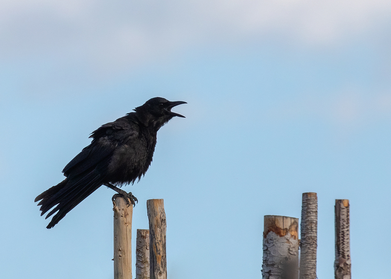 american-crow_9101-75(1).jpg