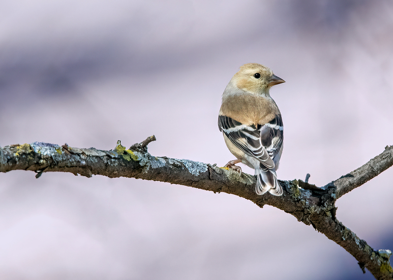 american-goldfinch_5894-75.jpg