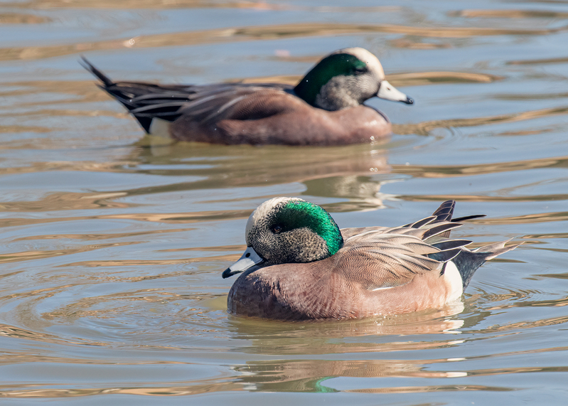 american-wigeon_5656-75.jpg