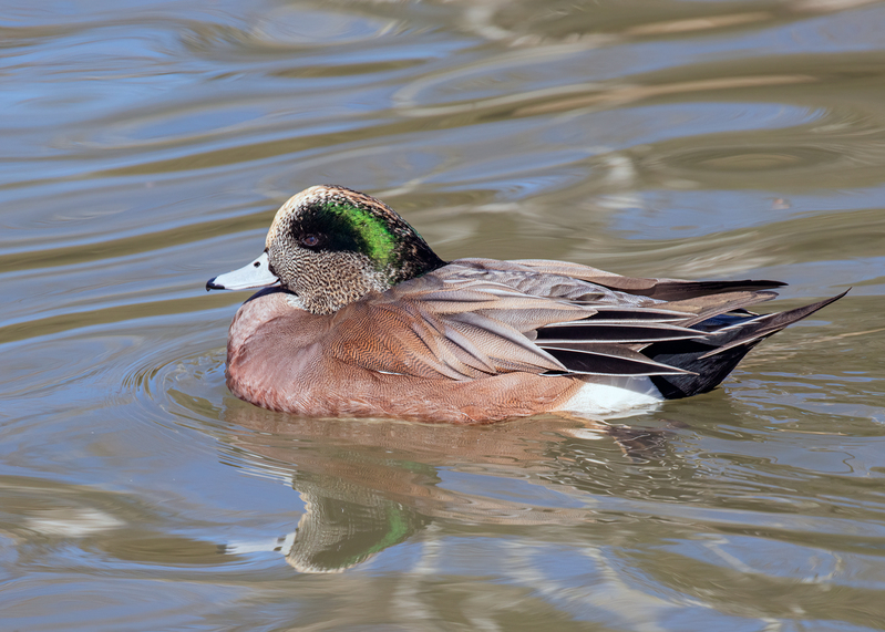 american-wigeon_5668-75.jpg