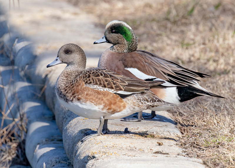 american-wigeon_5674-75.jpg