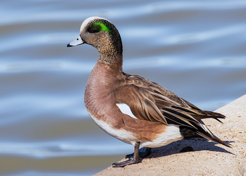 american-wigeon_5687-75.jpg