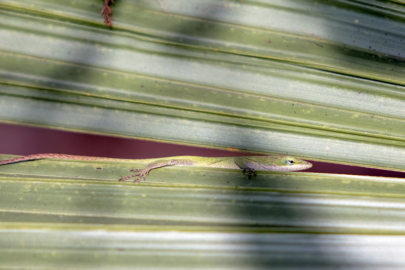 anole_8349-64.jpg