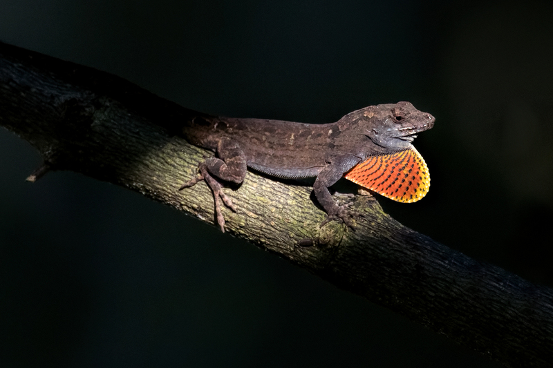 anole_9268a-64.jpg