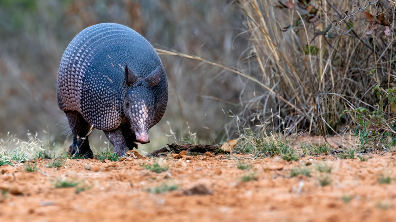 armadillo_5944-169.jpg