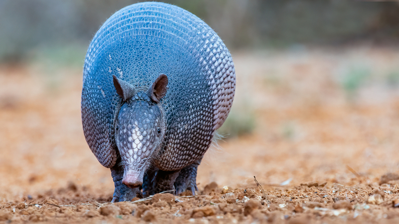 armadillo_5952-169.jpg