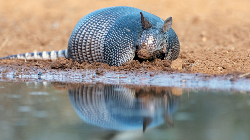 armadillo_5989-169.jpg