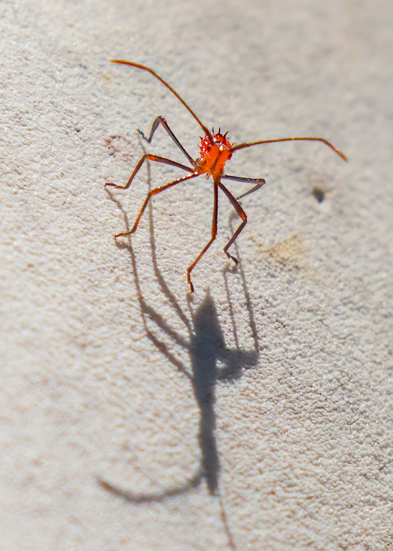 assassin-bug_9647-75.jpg