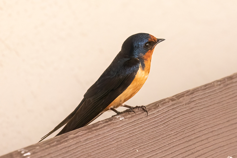 barn-swallow_3111-64.jpg