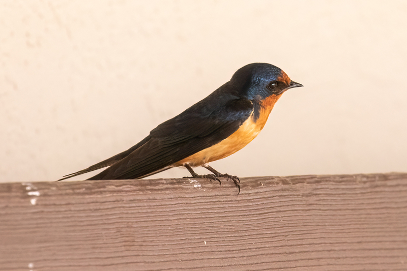 barn-swallow_3111a-64(1).jpg