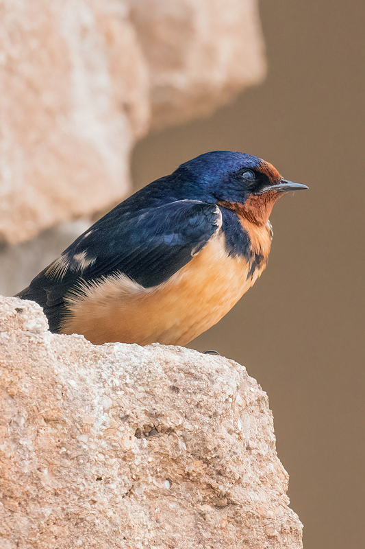 barn-swallow_3116-46.jpg