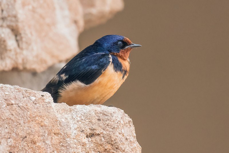 barn-swallow_3116-64(1).jpg
