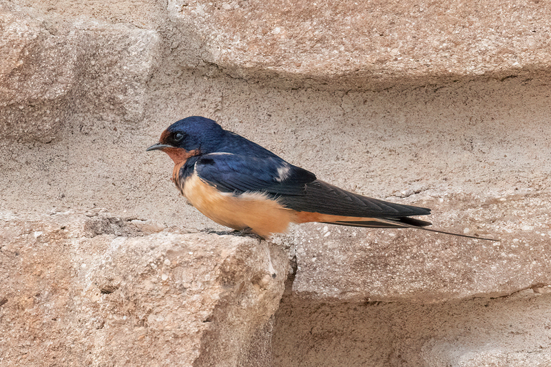 barn-swallow_3131a-64(1).jpg