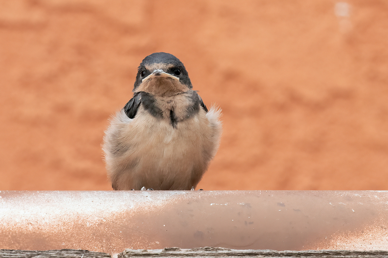 barn-swallow_3209-64.jpg