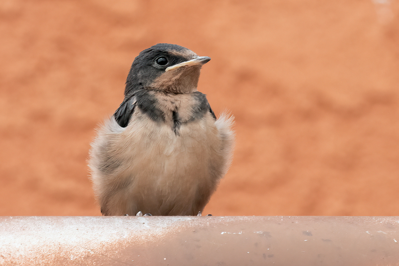 barn-swallow_3210-64(1).jpg