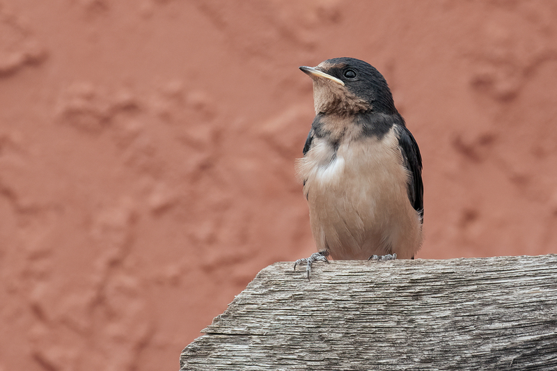 barn-swallow_3214-64.jpg
