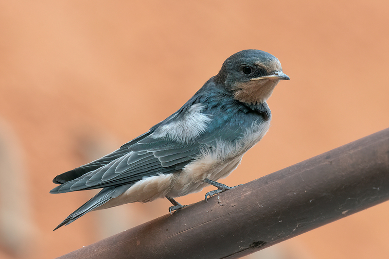 barn-swallow_3225-64(1).jpg