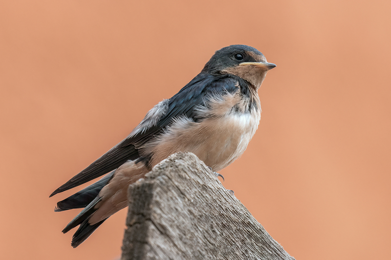 barn-swallow_3226-64.jpg