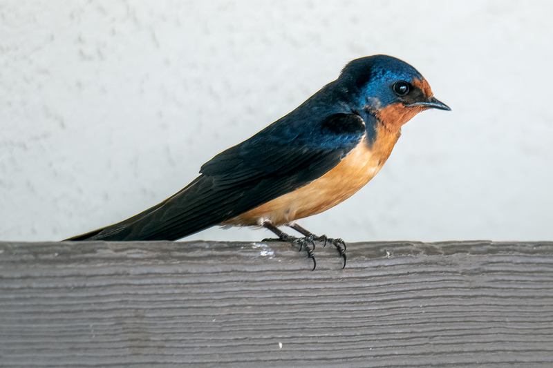 barn-swallow_6634-64.jpg