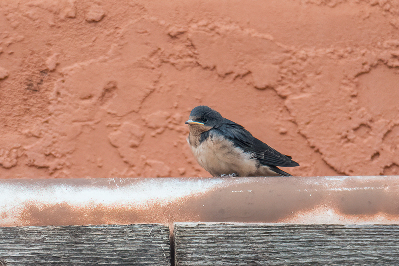 barn-swallow_6660-64(1).jpg