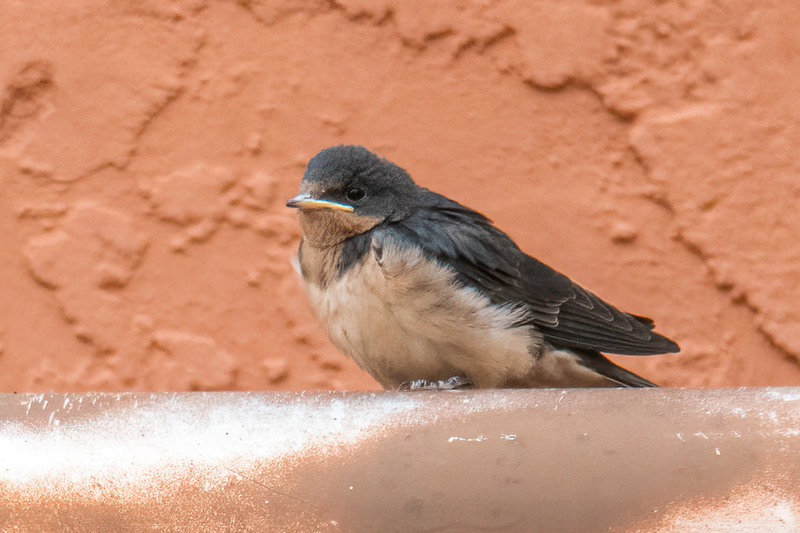 barn-swallow_6660a-64.jpg