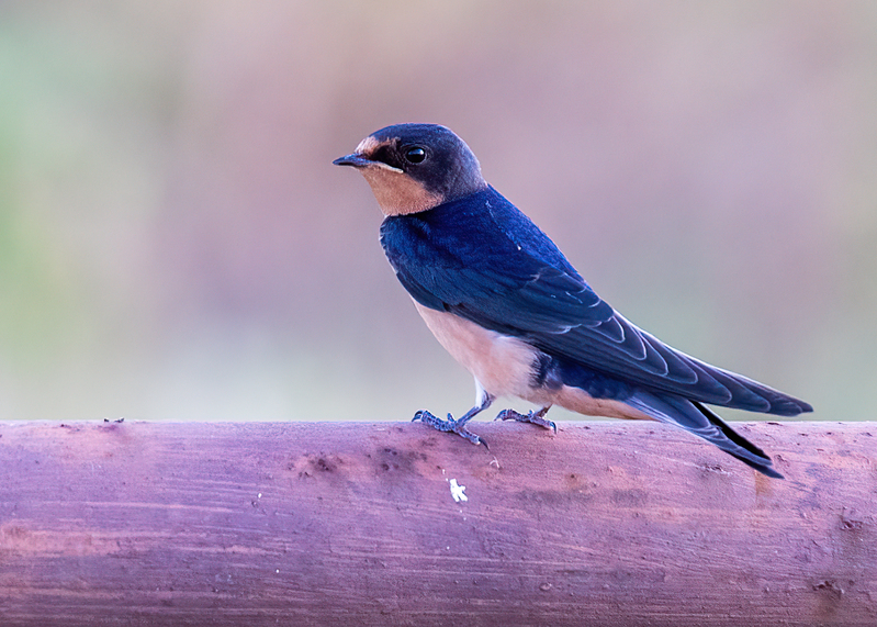 barn-swallow_8370-75.jpg