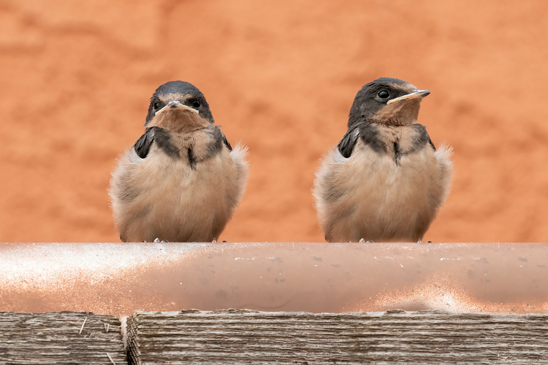 barn-swallows_3209-64(1).jpg