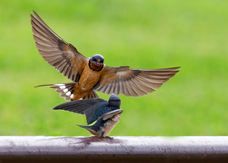 barn-swallows_6649-75.jpg