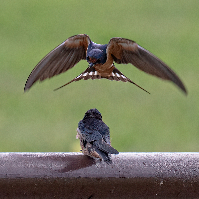 barn-swallows_6658-66.jpg