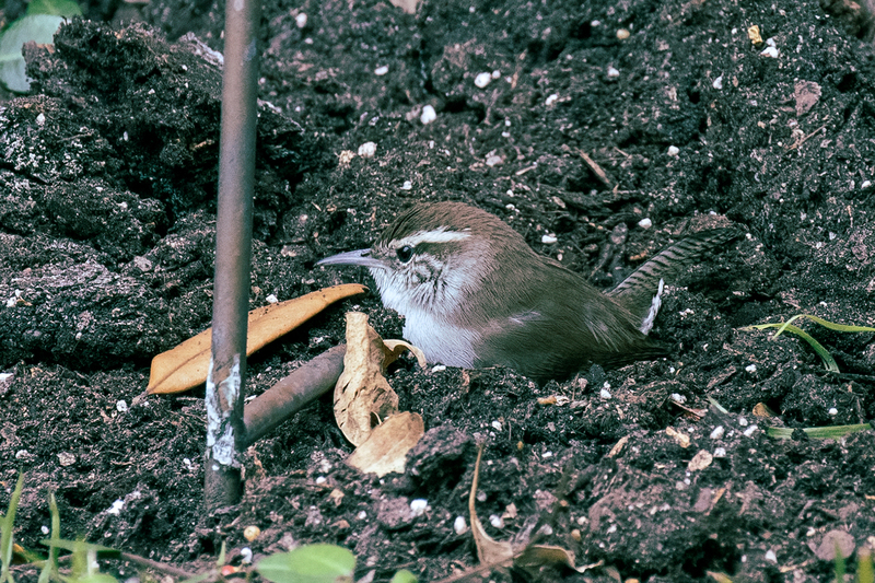 bewicks-wren_0666-64(1).jpg