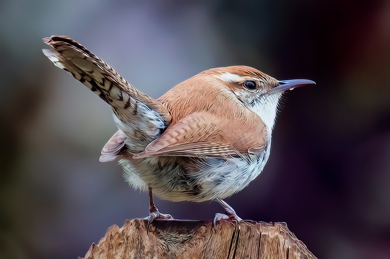 bewicks-wren_0682tp-64(1).jpg