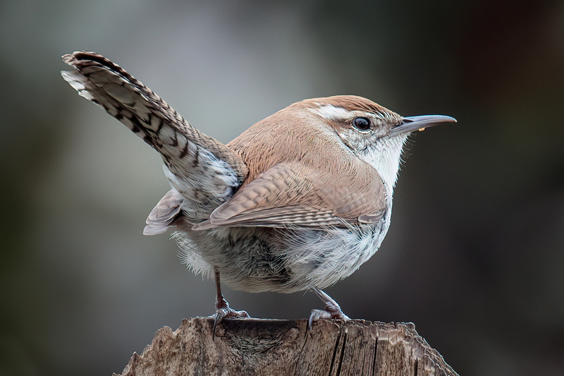 bewicks-wren_0682v-64.jpg