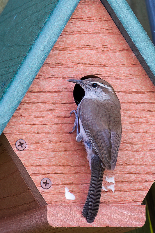 bewicks-wren_3073-46.jpg
