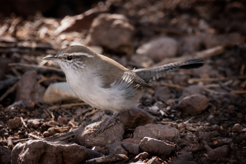 bewicks-wren_44991-64.jpg