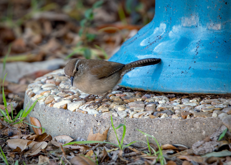 bewicks-wren_4902-75.jpg