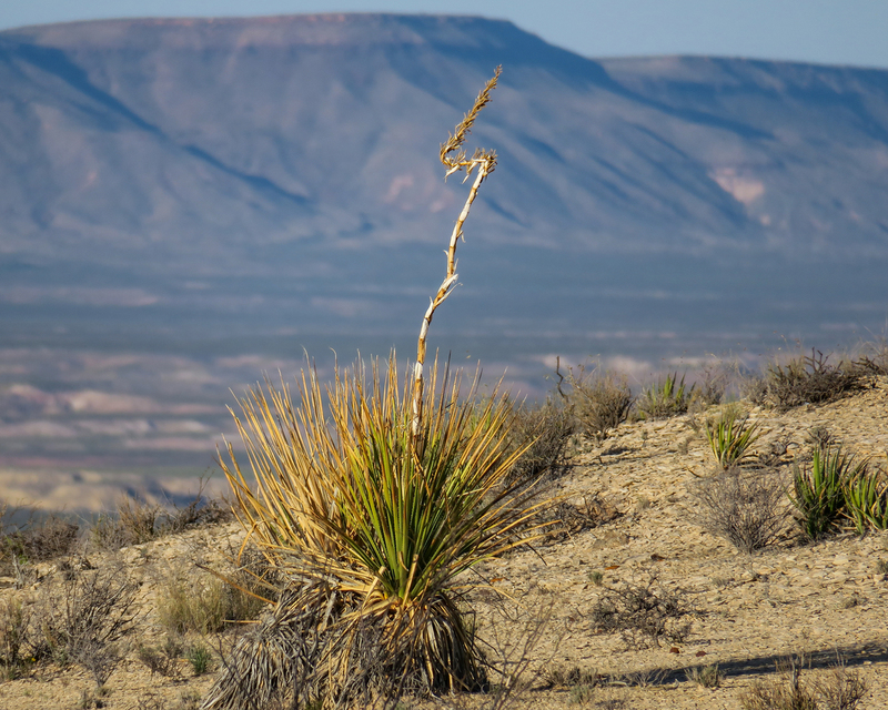 big-bend-cactus_6871-108.jpg