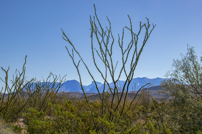 big-bend-desert_4272-64.jpg
