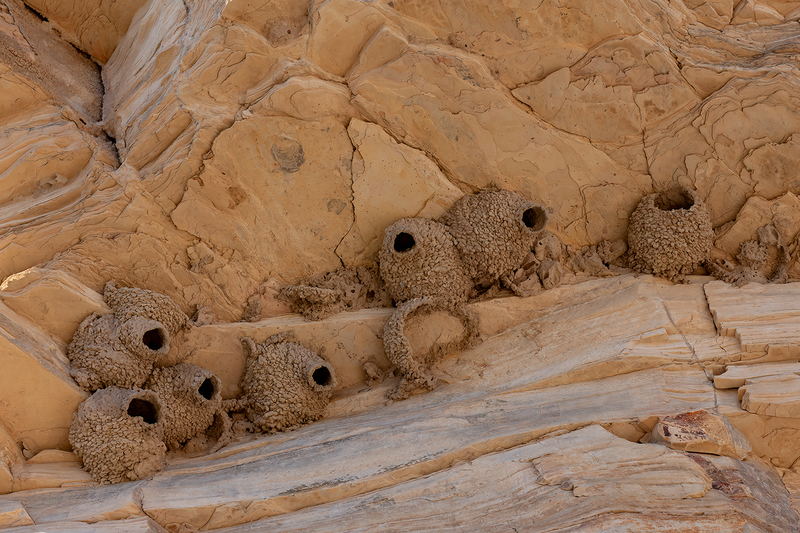 big-bend-nests_4352-64_1.jpg