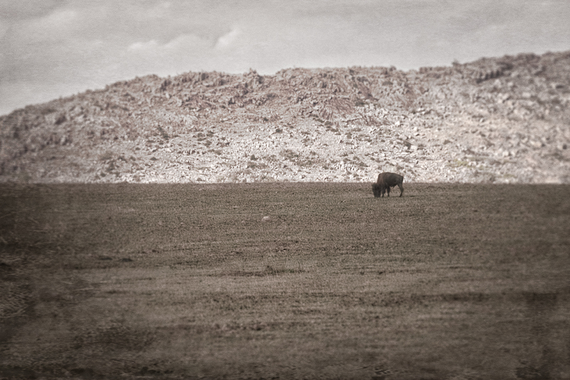 bison-HDR_4079tp-64(1).jpg