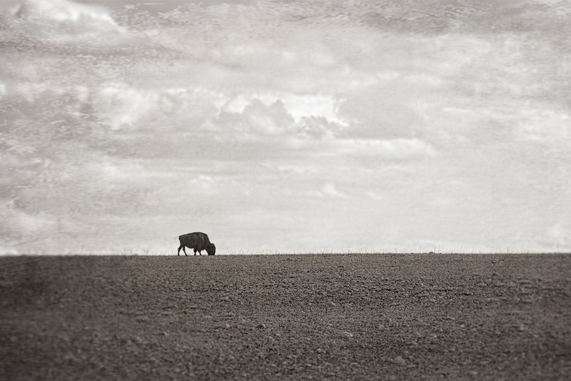 bison-HDR_4088tp-64(1).jpg