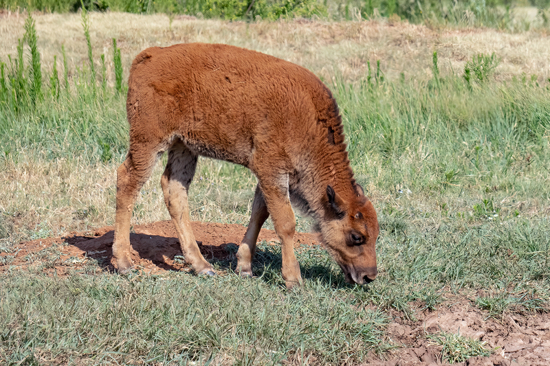 bison-baby_6607-64.jpg
