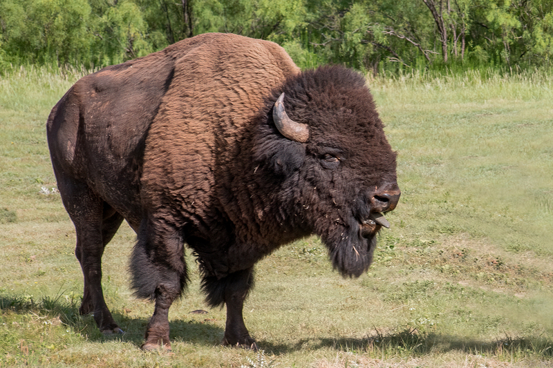 bison-lick_3414-64.jpg