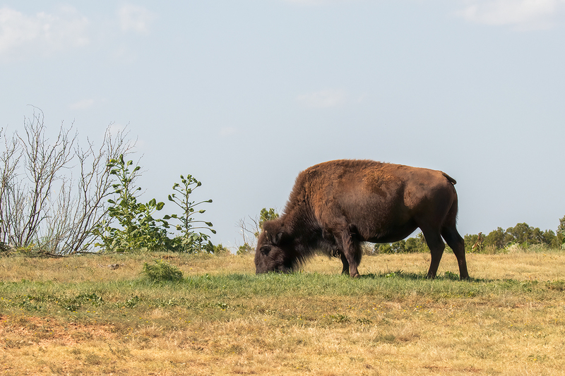 bison_3023-64.jpg