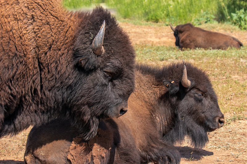 bison_3025-64.jpg