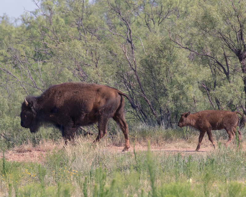 bison_3055-108.jpg