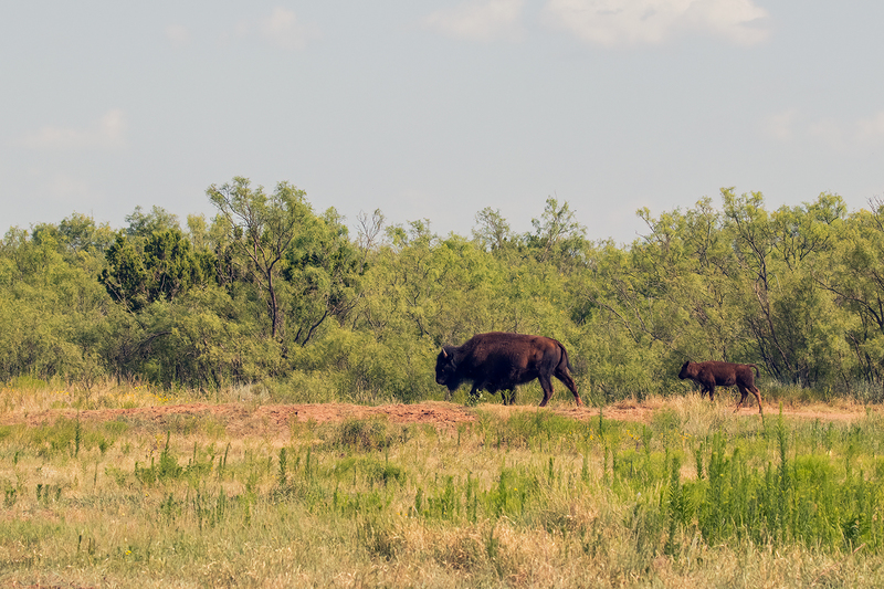 bison_3056-64.jpg