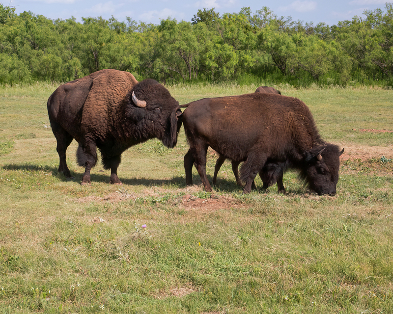 bison_3413-108.jpg