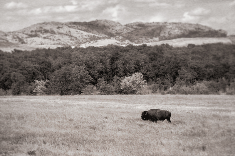 bison_3995-64(1).jpg