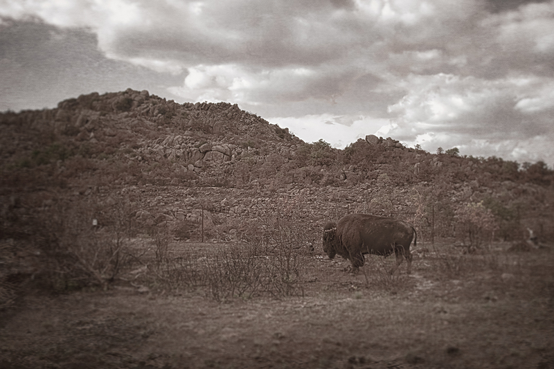 bison_4040tp-64(1).jpg